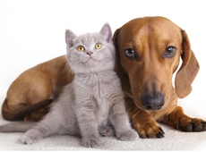 N-VA Deurne helpt u om adresgegevens huisdieren te wijzigen