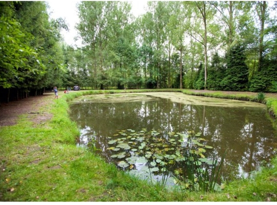 Peillatten in Antwerpse vijvers