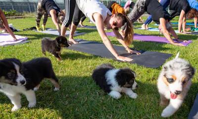 honden yoga