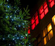 kerstboom deurne